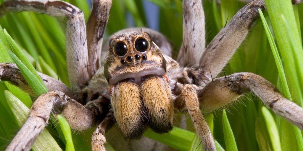 These are the five most poisonous spiders in the world, a bite can kill a person in an instant