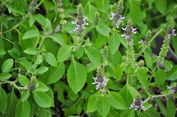 Do this while offering water to Tulsi, you will get the support of Goddess Lakshmi throughout your life