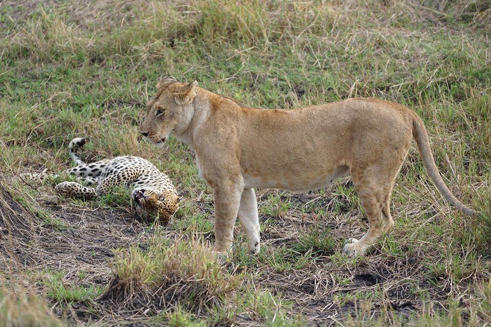 A 5-month-old child was preyed upon by a lioness and a 3-year-old child by a leopard, killing the children for its food.