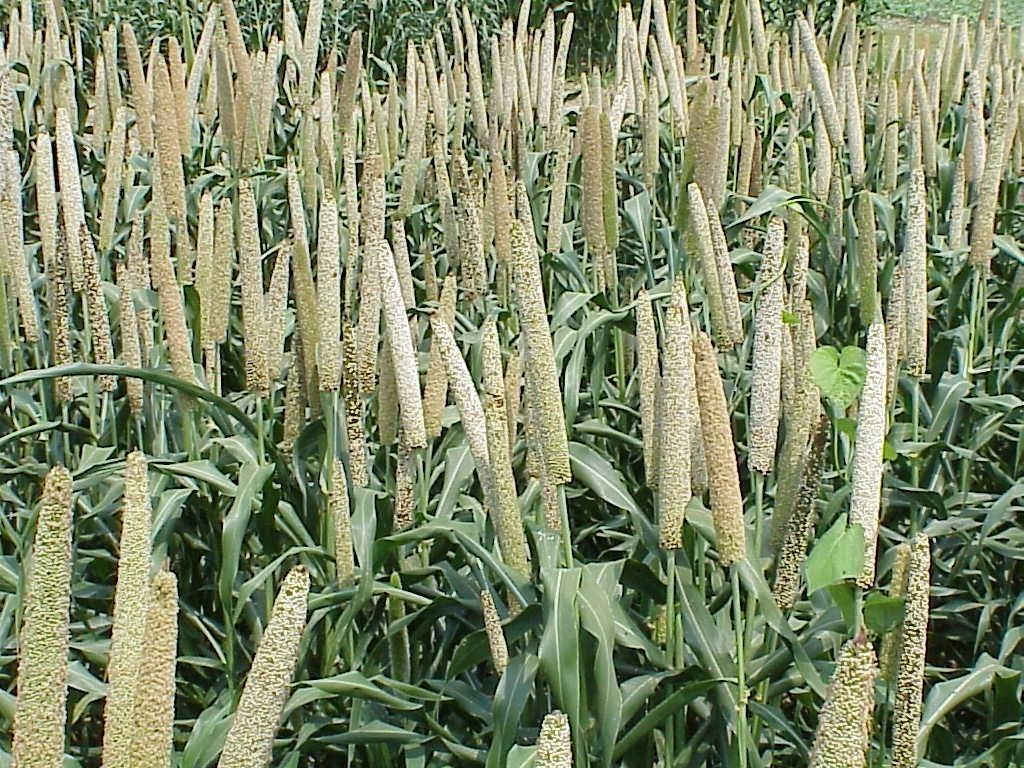 Millets are full of these qualities, should be included in Karo diet today