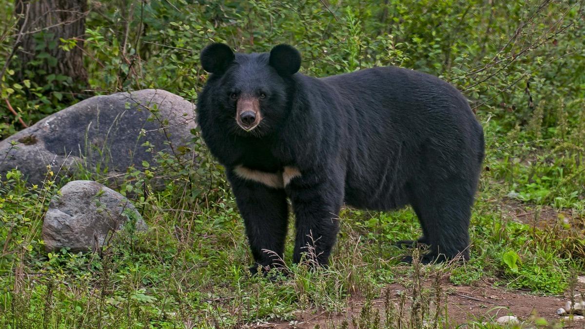 Judge's unique decision to end terror, death sentence given along with family including bear