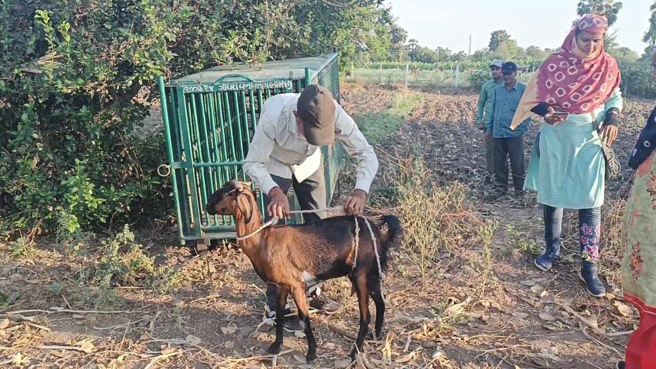 Laughter among the farmers as the forest department sets up cages to catch leopards in Rajgarh Besna Faria