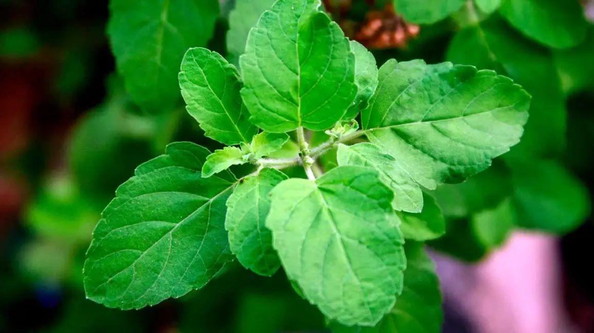 A simple remedy of Tulsi leaves will remove shortage of money and grain