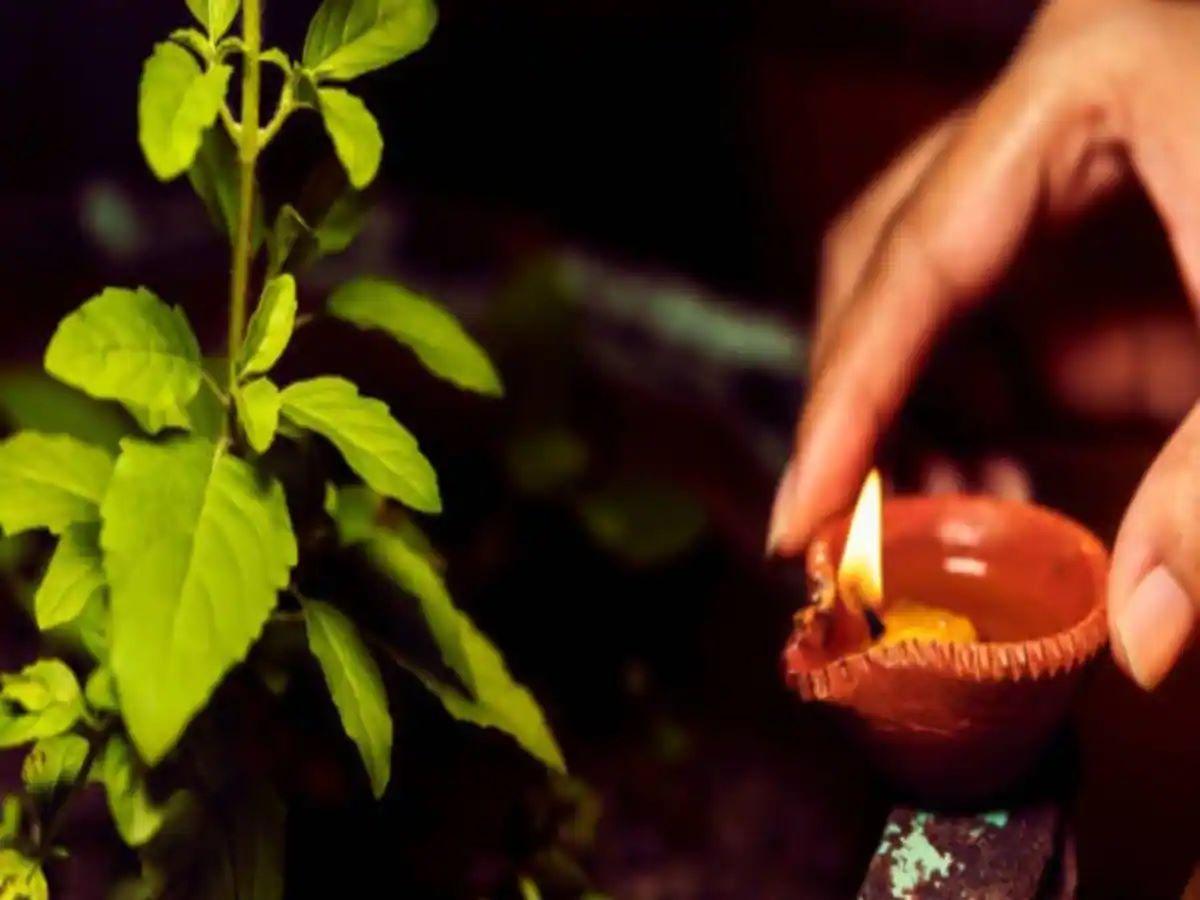 These mistakes made in Tulsi Puja can eclipse the happiness of the house, know the exact rules