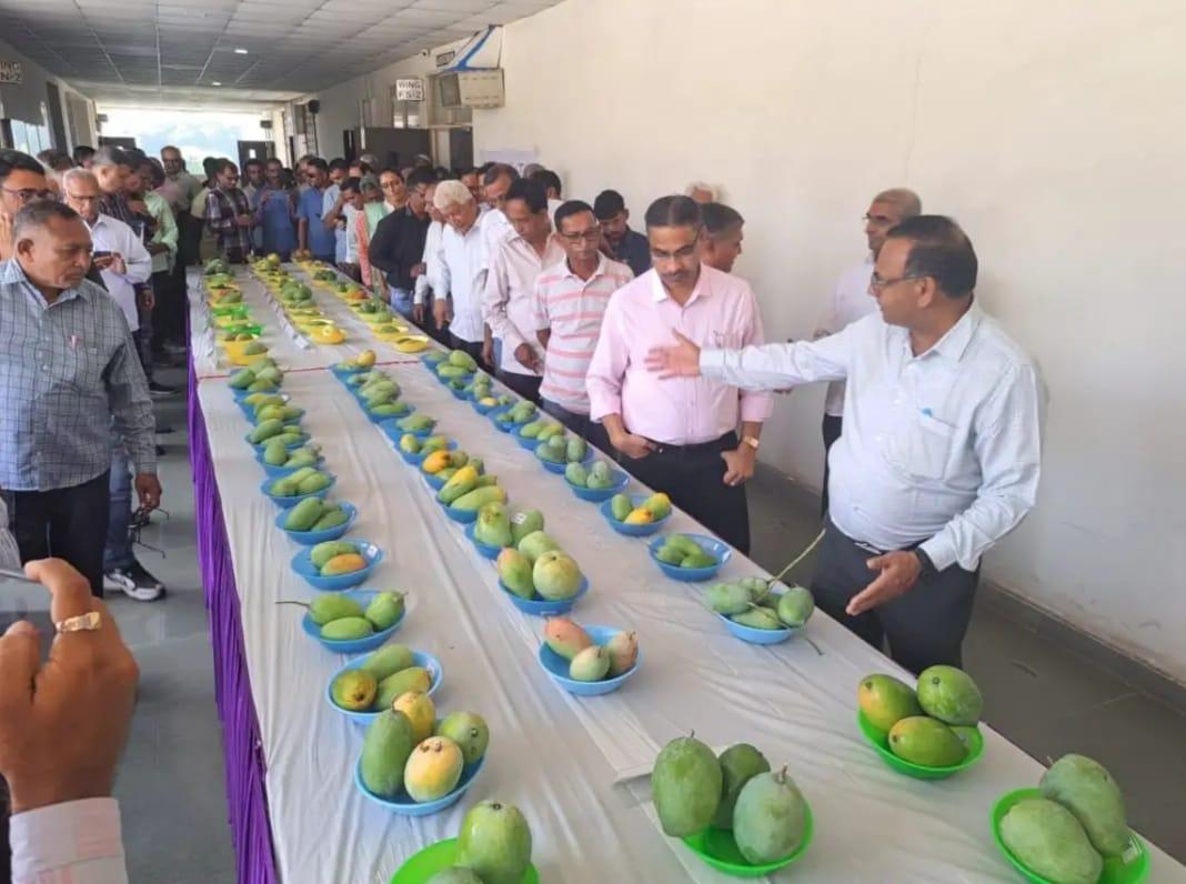 43 varieties of mangoes were exhibited at the exhibition organized by the Agricultural University in Surat