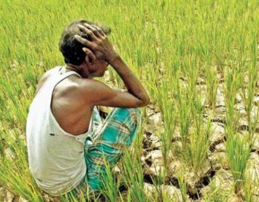 Due to unseasonal harvest, farmers are ruined in one go