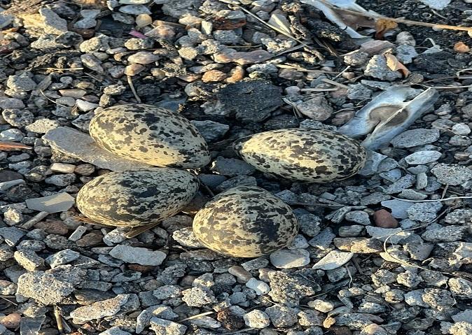 Titodi lays four eggs on the roof in Chhotaudepur panthak, rains are likely to be delayed