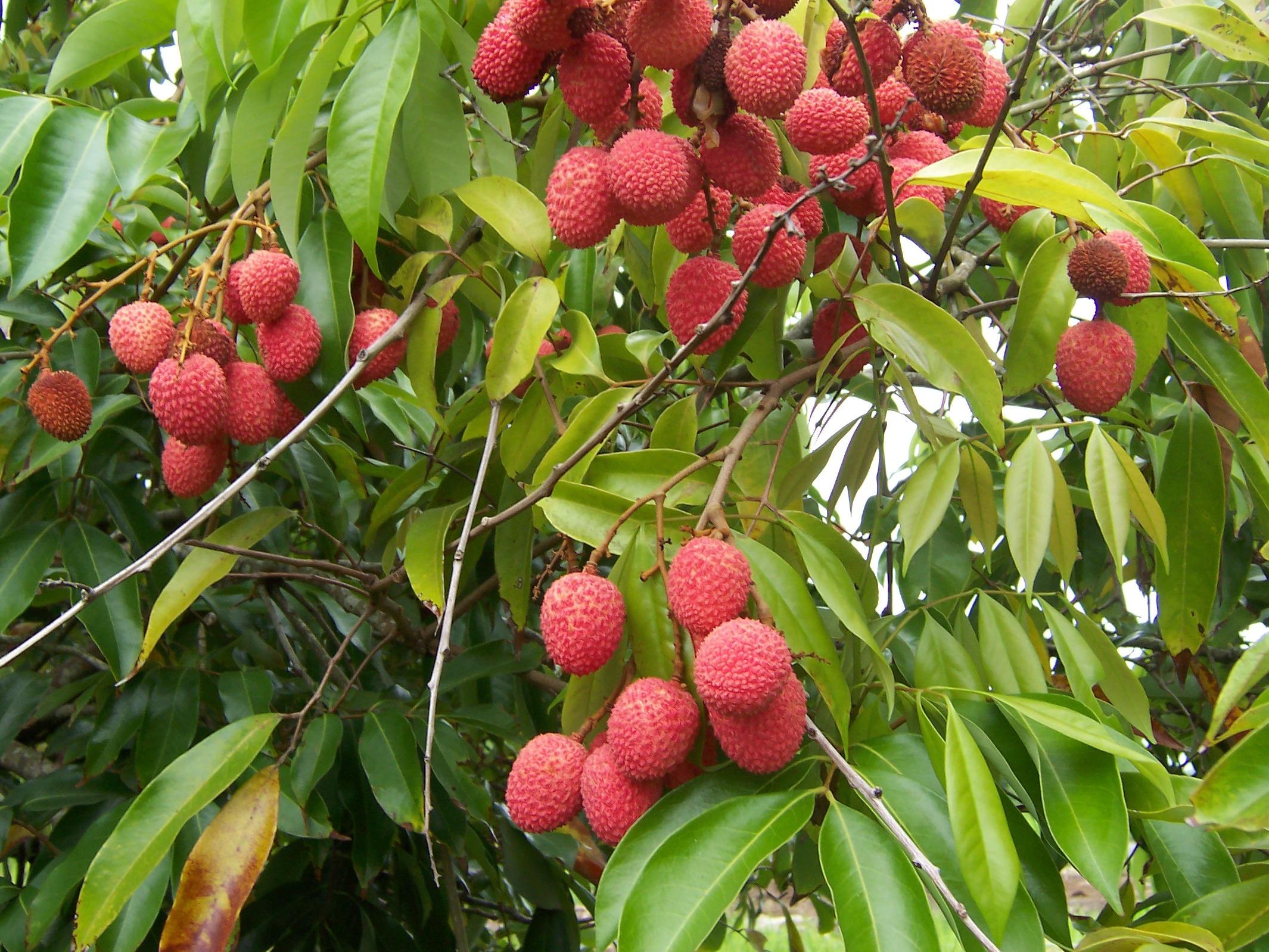 If you are fond of eating litchi, then know how much to eat at a time and the right time to eat it