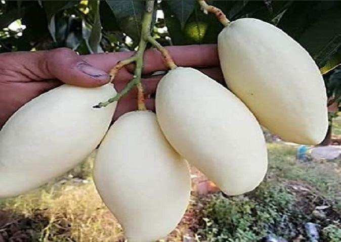 White mango is a treasure of health, destroys dangerous diseases from the root