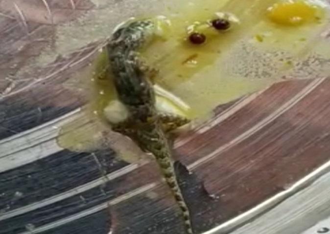 A dead lizard was found in the mid-day meal of Gandhi Paliya Primary School in Peepal Gabhan village