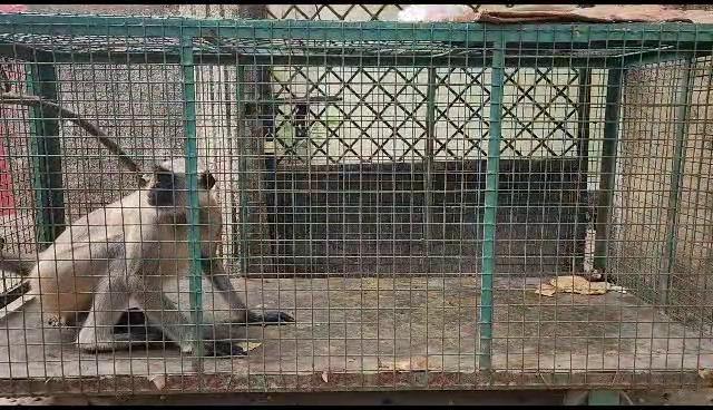 Forest Department Cages Violent Kapiraji Trapped Monkey Is Confused Or Attacker