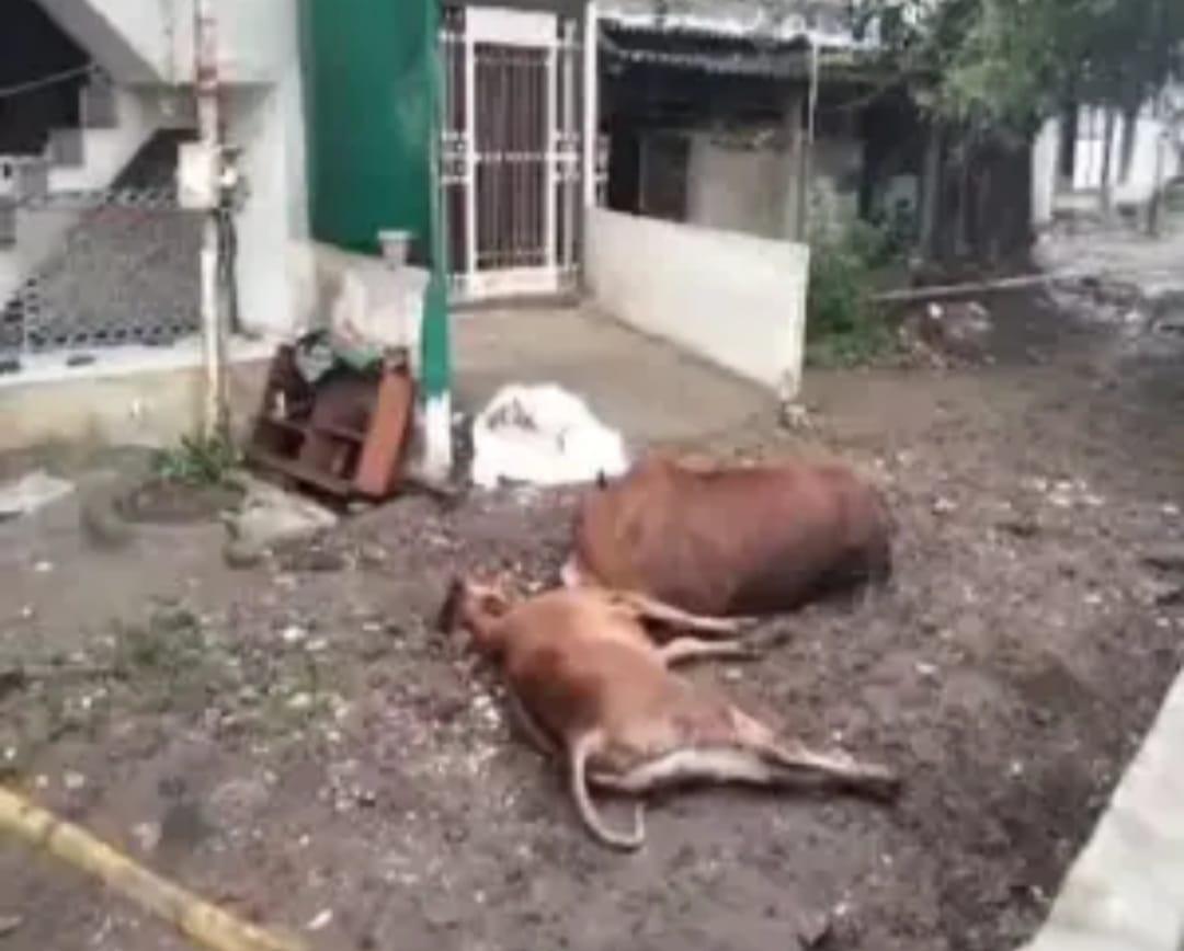 2 animals died due to electrocution in Navagam Dindoli area in Surat