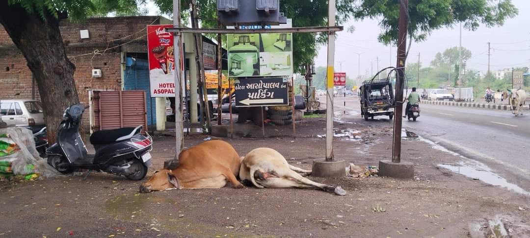 Negligence of Halol MGVCL kills two animals due to electrocution