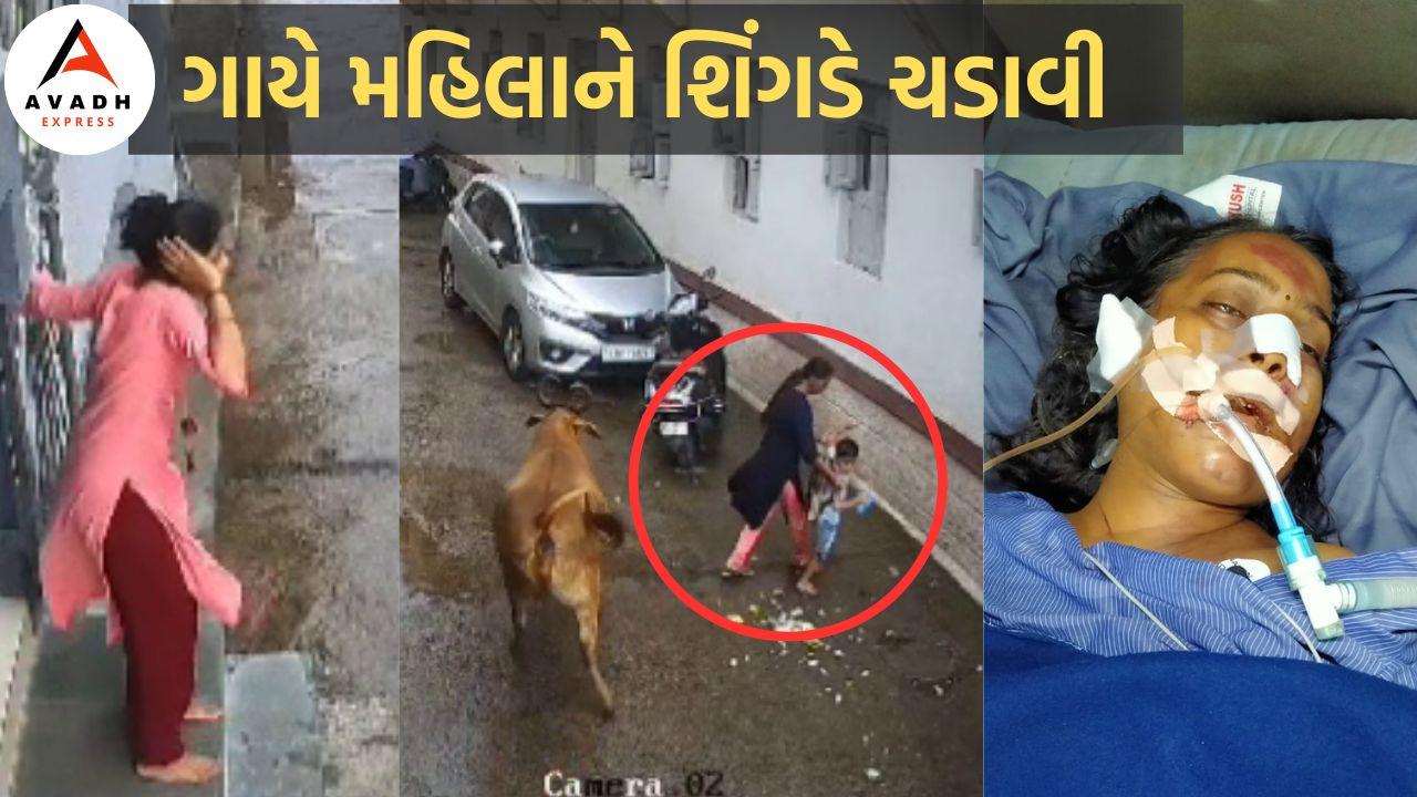 in-jamnagar-another-woman-was-gored-by-a-cow-and-bled-to-death