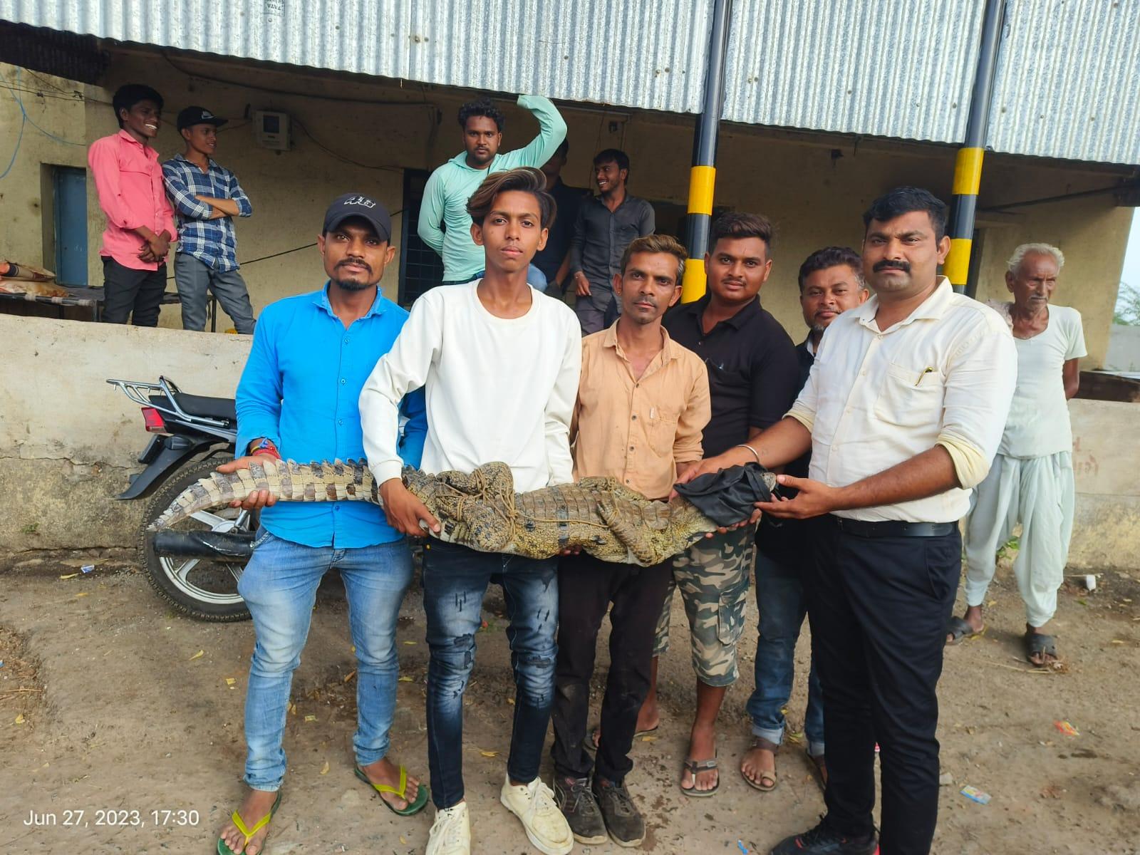 In Dabhasar village, a baby crocodile was rescued after it got lost