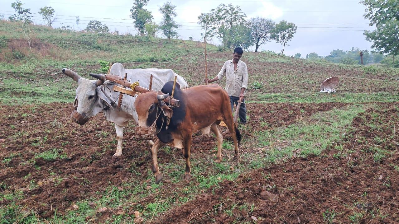 farmers-of-kadwal-bhikhapura-panthak-happily-engaged-in-farming