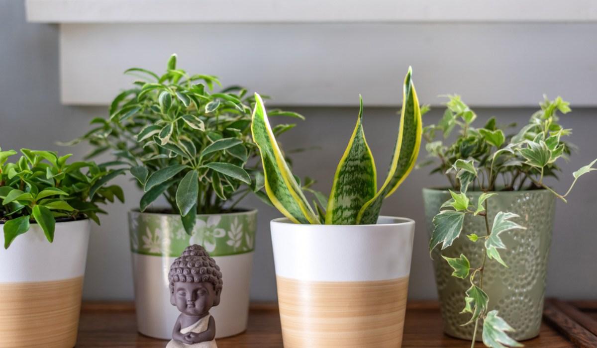 Bring home this feng shui plant for good luck, happiness and prosperity will come to the home