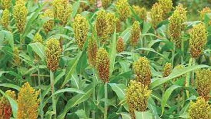 International Year of Millets-2023 “Food-the Best Cereal” Sorghum