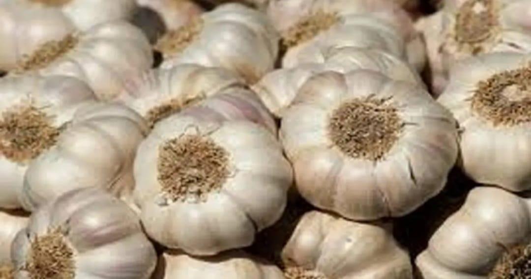 Thieves did not even put garlic in Surat