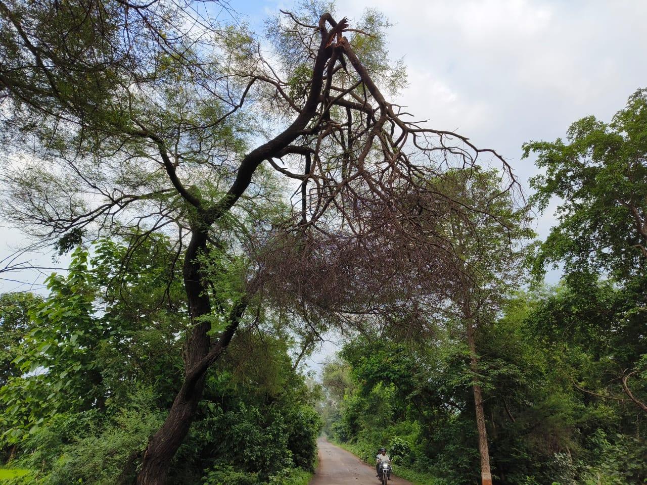 In Pani village, a big broken branch of acacia is hanging on a tree: danger to pedestrians