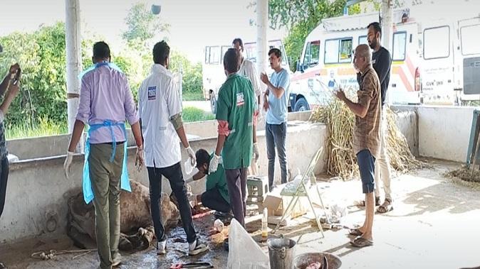 a-cows-life-was-saved-by-karuna-ambulance-of-vadodara