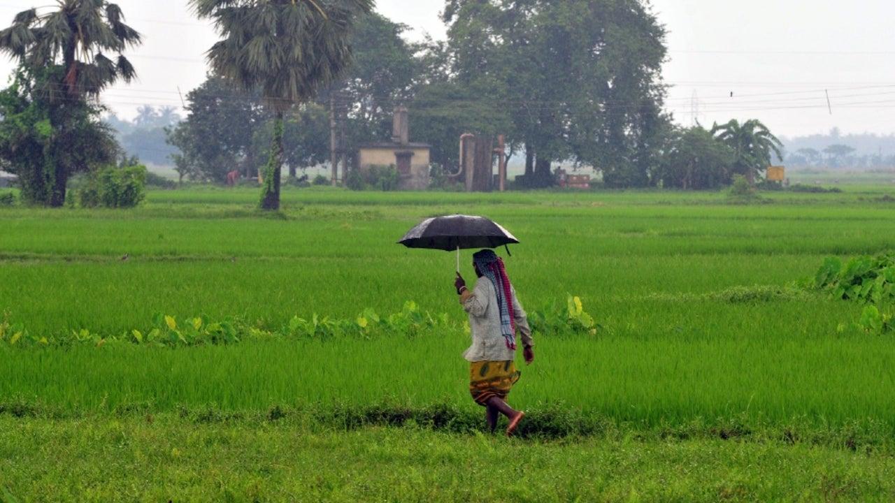 Due to universal rains in the state, Kharif crop cultivation increased by 10 lakh hectares compared to last year