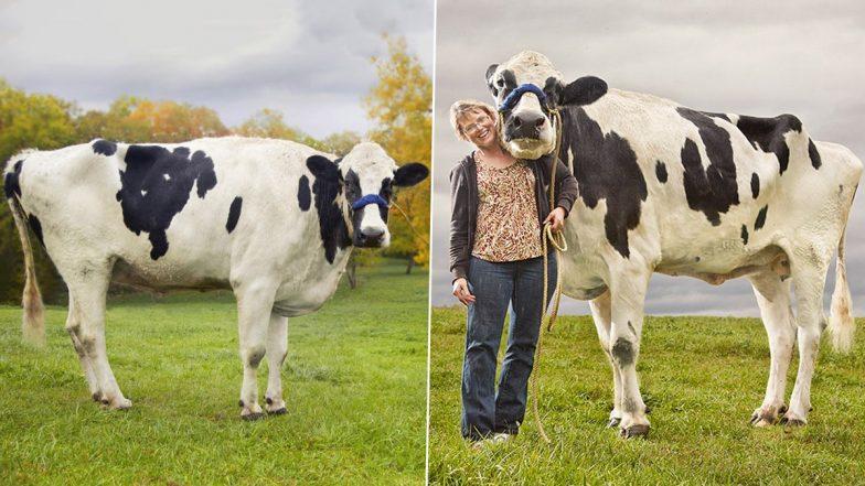 World's tallest and smallest cow, also named in the Guinness Book of Records