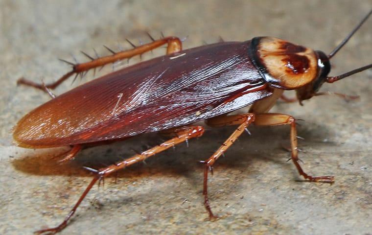 A cockroach ruined life! The woman had to leave her home and job