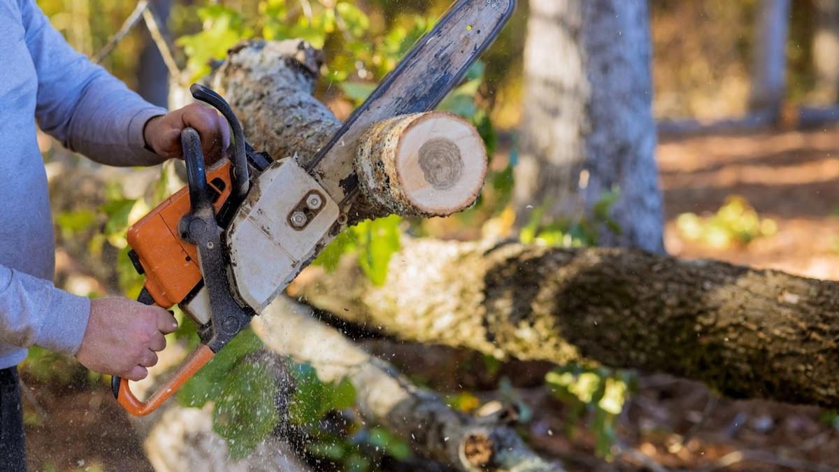 Somewhere you don't even cut trees without thinking, then know the correct rules for cutting trees