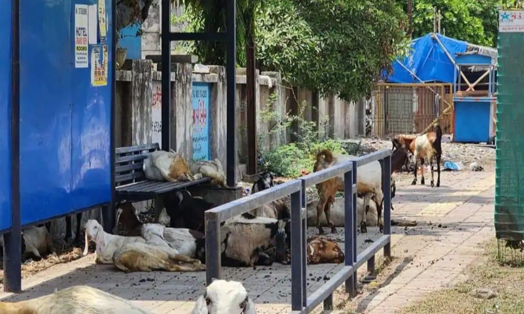 Surat Municipality bus stand or goat-donkey stable