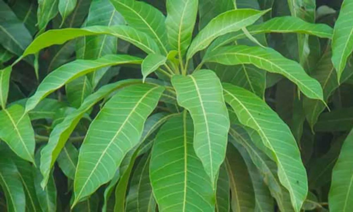 These remedies made from the leaves of this tree give instant success, Goddess Lakshmi will knock