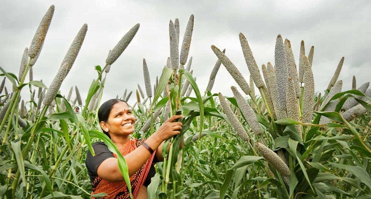 Agriculture department has released guidelines for fall armyworm control in kharif crop maize, jowar and millet crops.