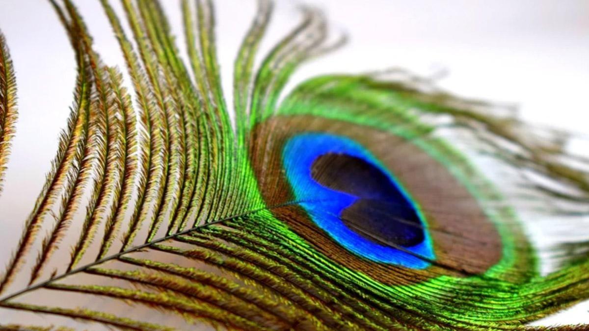 Do this remedy connected with peacock feathers to get success in life!