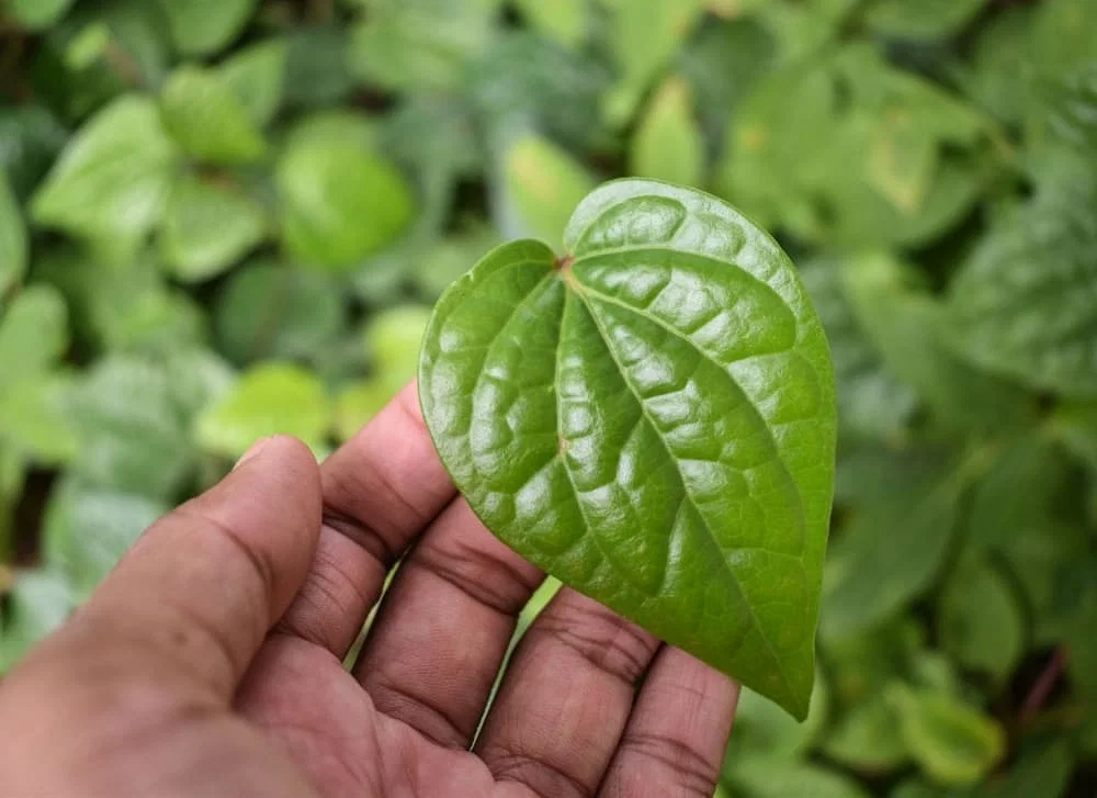 Betel leaf is very beneficial for health, know in which cases it is useful