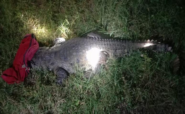 A 6-foot crocodile was rescued from Hadmatiya village