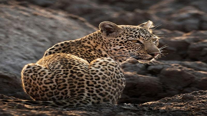 Leopard attack on woman in Ranjit Nagar