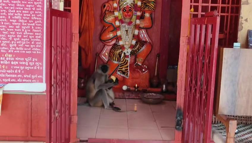 Pavagarh: Kautuk among people climbing Kapiraj in Sathya Vijay Hanumanji temple