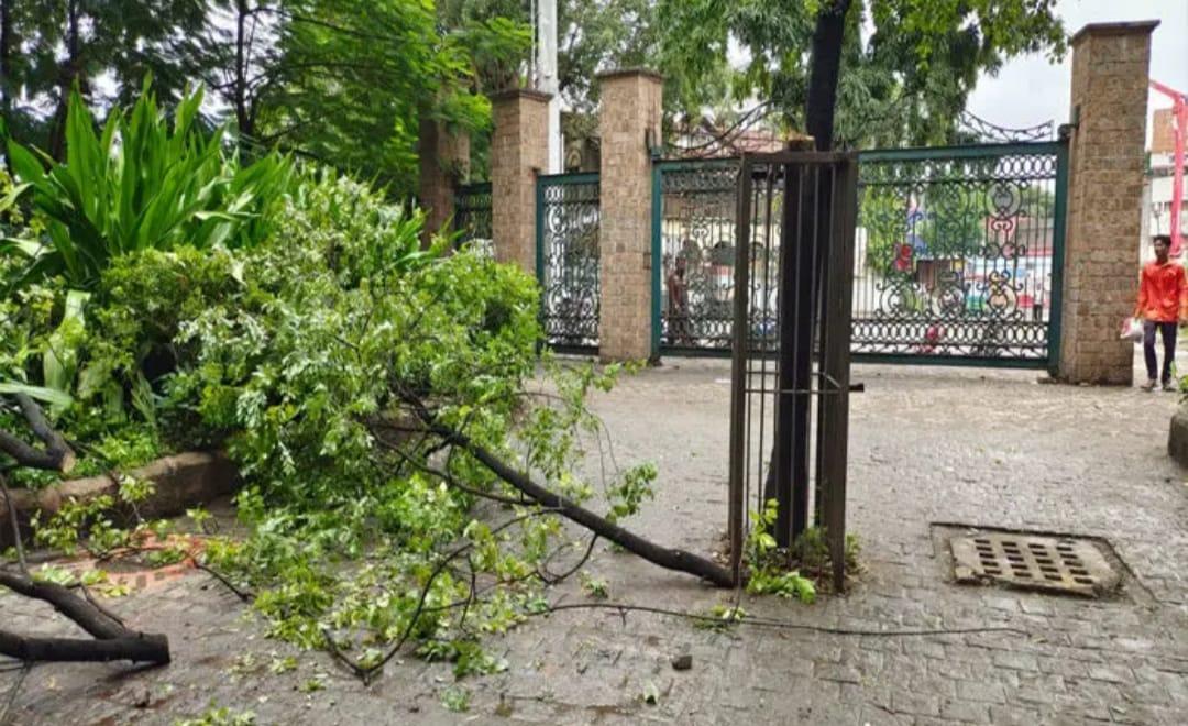 Pushpa: Theft of three sandalwood trees from Gandhi Bagh of Surat Metropolitan Municipality