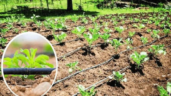 Guidance on Water Use and Drip Irrigation System for Farmers of Vadodara District in case of Water Scarcity