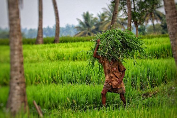 Guidance on measures to be taken to prevent crop loss due to rain-fed