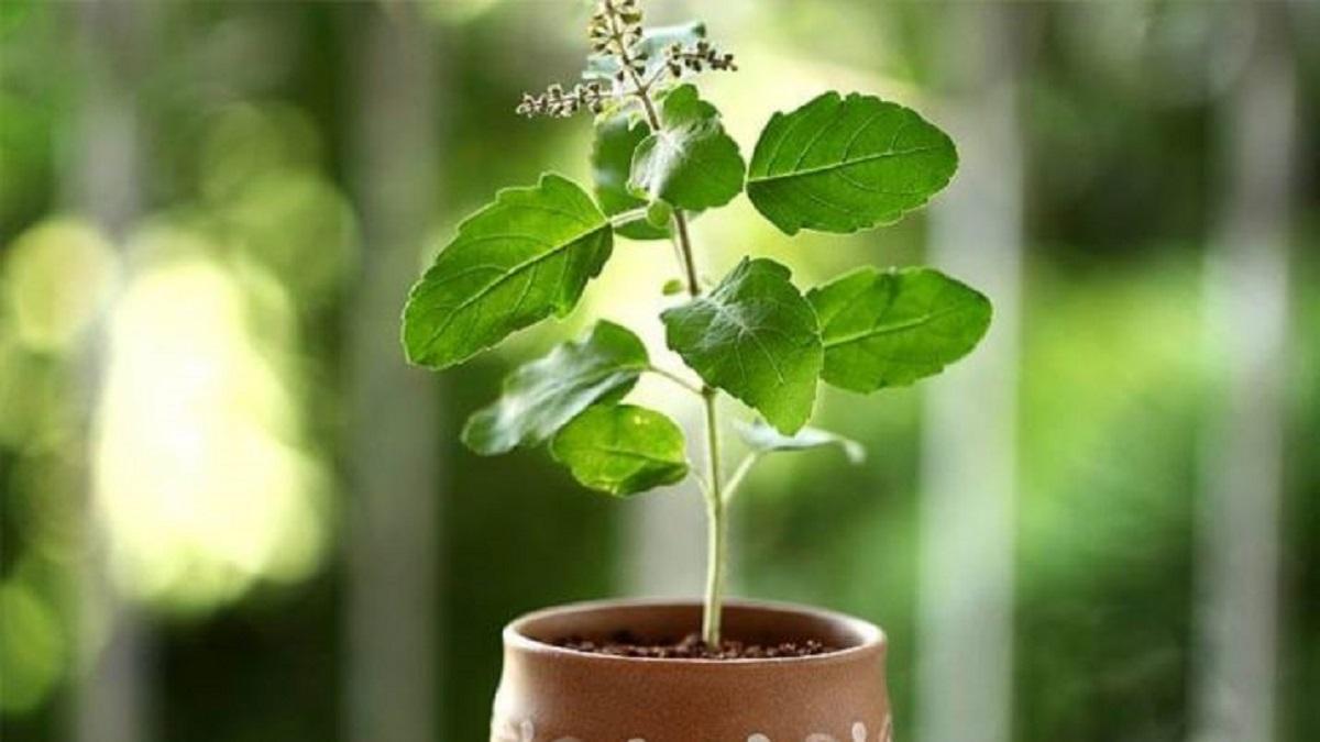 Do this Tulsi plant remedy today, you will never run out of money