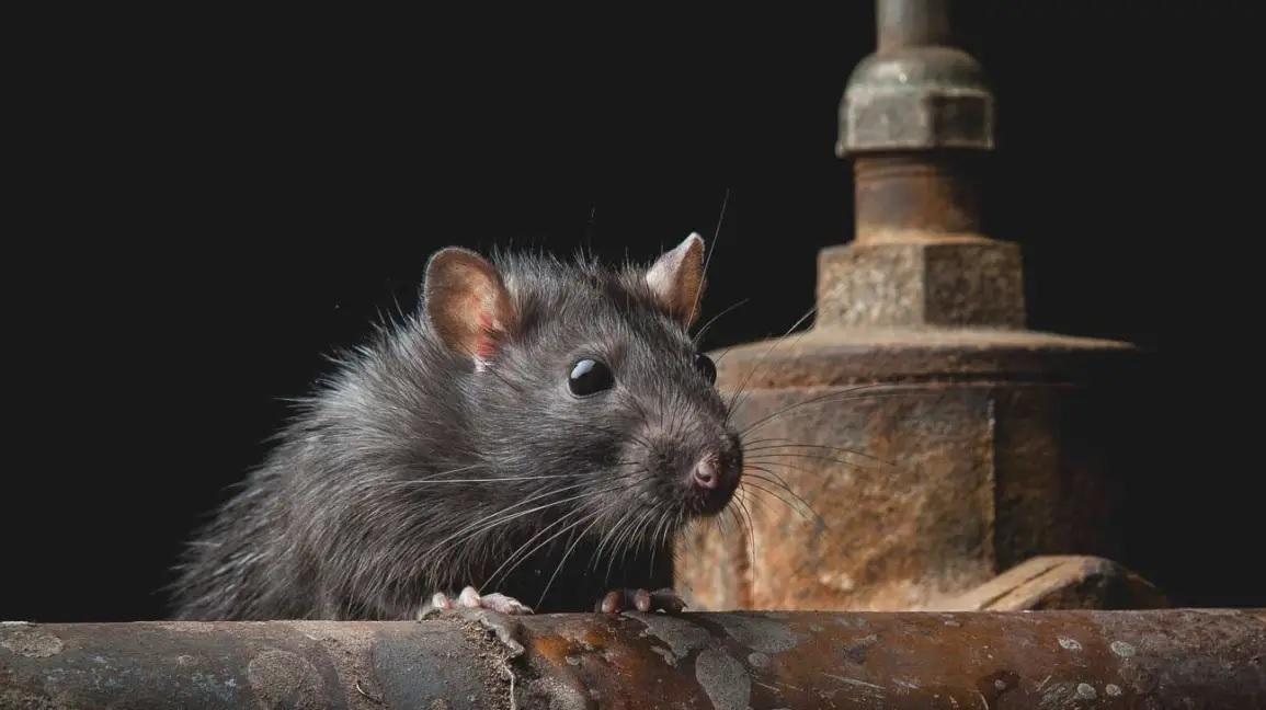 The city has become the 'capital of rats', the body grown like a human child, is rapidly taking over the country!