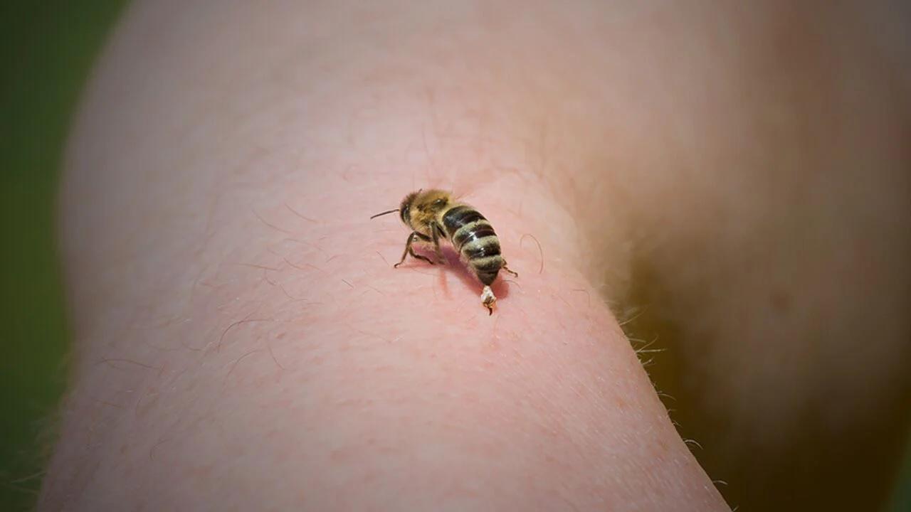 What happens when a bee stings? How does 'poison' spread in the body?