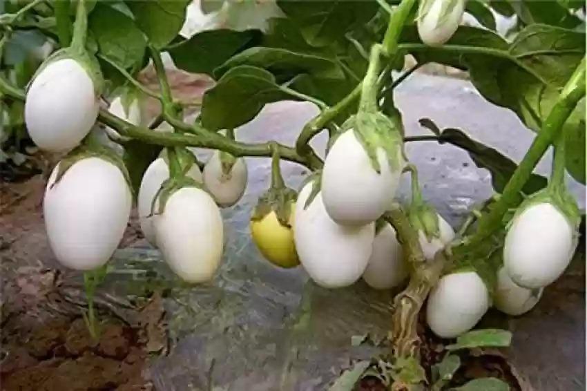 White brinjal can reduce the body's bad cholesterol, is also effective in weight loss