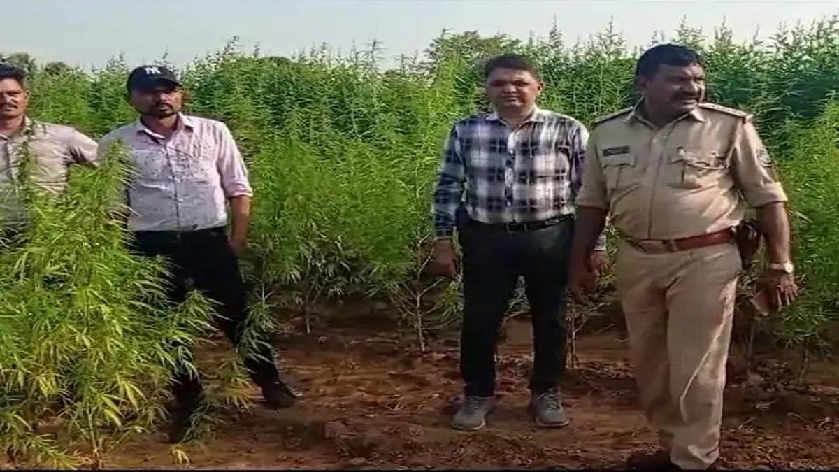 38 lakh worth of green ganja was seized by SOG from Dhada village of Chotaudepur