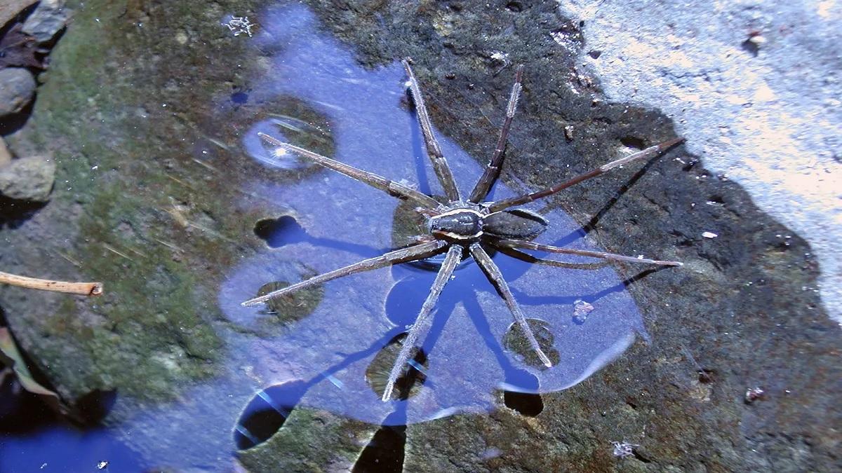 This spider lives underwater, makes a 'house' of big air bubbles, the reason will be surprising!