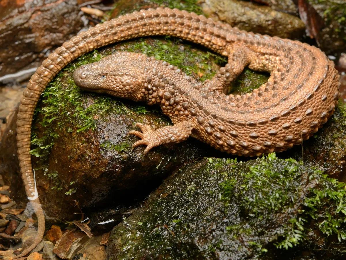 These ears are not lizards, look like mini dragons, they are so amazing… you will be surprised to know!