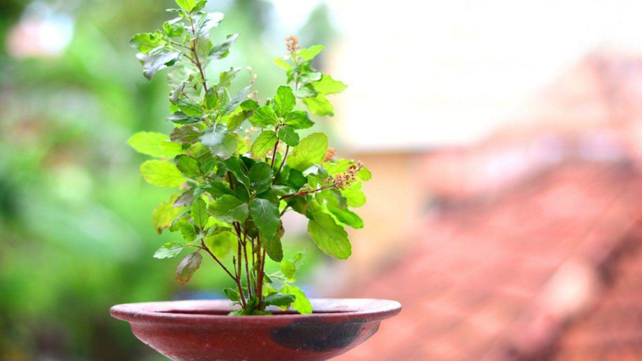 Worshiping Tulsi Removes Domestic Quarrels, Try These 5 Remedies