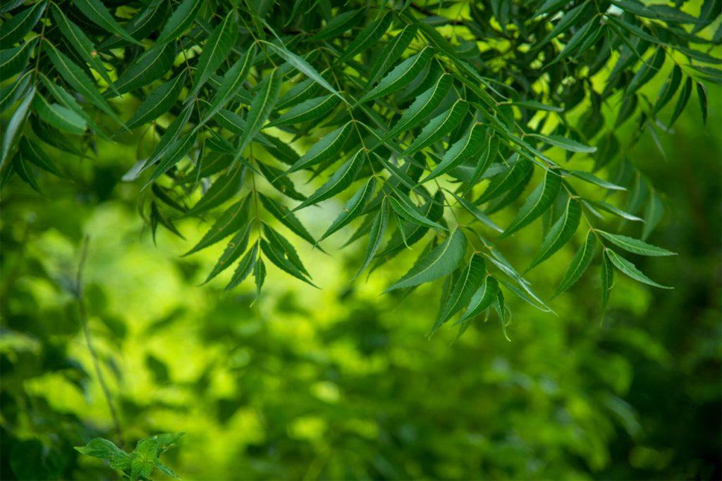 Neem Leaves: This leaf will reduce bad cholesterol instantly without pills, learn how to use it