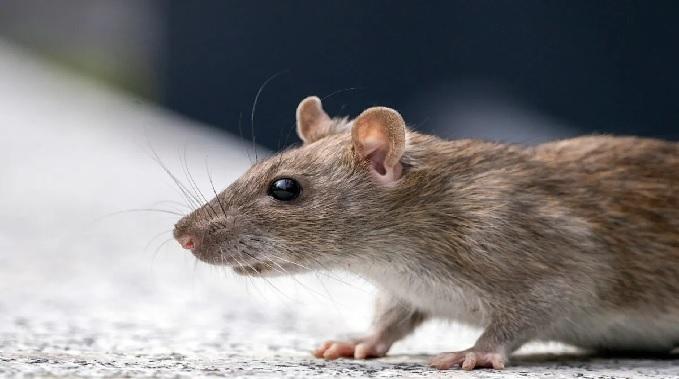 The case of rat killing reached the court, the decision will be based on the postmortem report, the sentence may be 5 years!